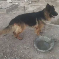 سگ ژرمن شپرد خالص