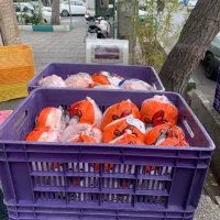 مرغ گوشت ماهی