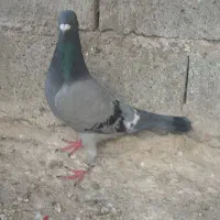 کبوتر