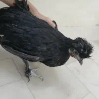 مرغ