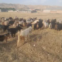 فروش ۲راس بز چپر درجه یک