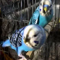 یک جفت مرغ عشق همراه با سه جوجه