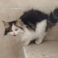 گربه خانگی|گربه|یزد, |دیوار