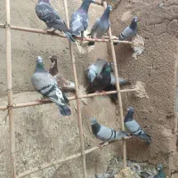 کبوتر سبز