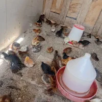 جوجه وبلدرچین