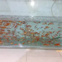 ماهی قرمز عید رسید