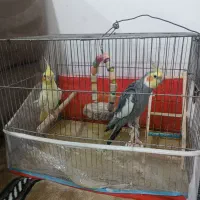 عروس هلندی
