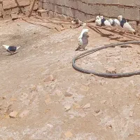 توقی