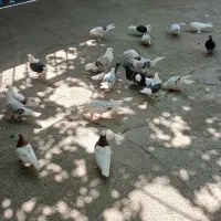 کبوتر.پرنده