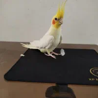 عروس هلندی