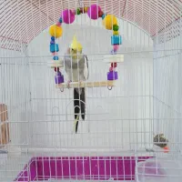 عروس هلندی نر