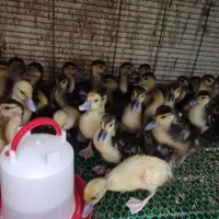 جوجه اردک و قرقاقل