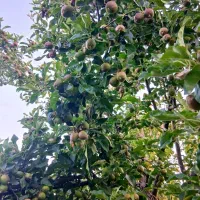 باغ با دو حلقه چاه