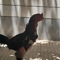 مرغ و خروس لاری