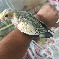 عروس‌هلندی