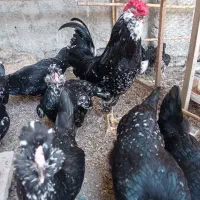 مرغ و خروس گلین فول کیفیت