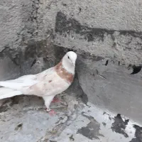 کبوتر هما