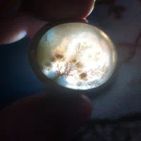 انگشتر شجر