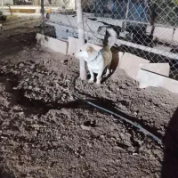 سگ پاکوتاه
