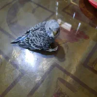 یک عدد جوجه مرغ عشق
