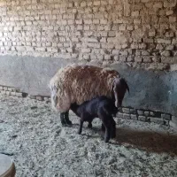 دو راس میش هترو