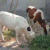 فروش گاوباگوساله
