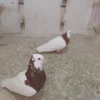 کفتر