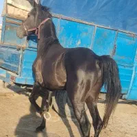 اسب نریان سه ساله کره پهلوان لارتی