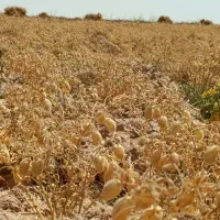 کارگر نخود چینی