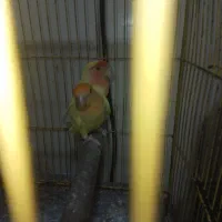 طوطی برزیلی
