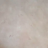 موکت پالاز