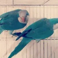 جفت راهب آبی با تست