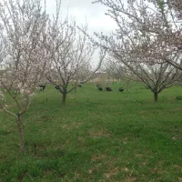 بوقلمون نر یک ساله