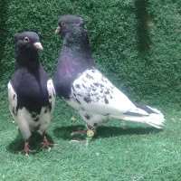 کفتر|پرنده|شیراز, وزیرآباد|دیوار