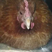 تخم مرغ محلی