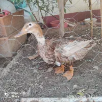 اردک