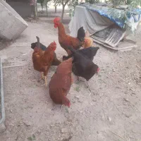 ۷عددمرغ وخروس بفروش میرسد