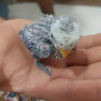 جوجه برزیلی سرلاکی دستی رنگ خاص