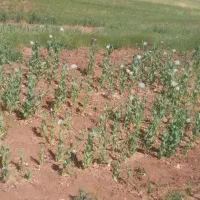 شرکت کشاورزی بیستون