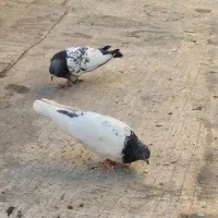 یک جفت کفتر پررشی پا کستانی درجه یک