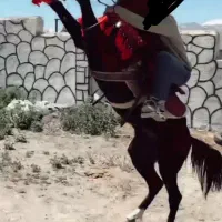 اسب