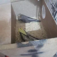 قفس با قناری