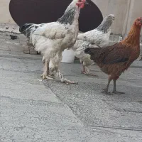 مرغ و خروس