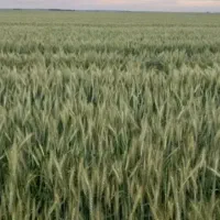 مشارکت و سرمایه گذاری در کشت