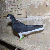 خوشرنگ مقلف