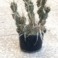 تفرو تیغ کاغذی