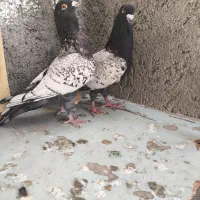 کفتر رنگه طاووسی