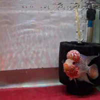 فلاور وارداتی