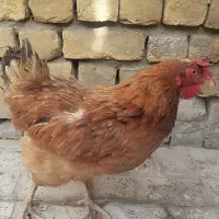 مرغ تخمی