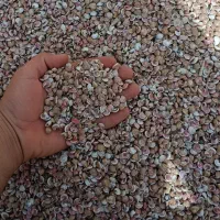 صدف|ماهی|شیراز, دباغ خانه|دیوار